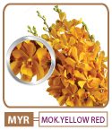 Mokara Yellow Red